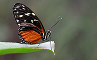 Tiger longwing (Heliconius hecale)